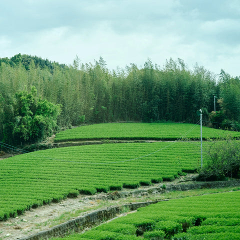 Coltivazione bevanda Latte Genmaicha bio con tè verde