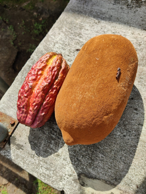 Cioccolato Fondente Selvaggio 70% Amazzonico - con Cupuaçu