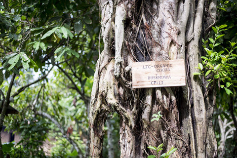 Cioccolato Fondente 80% Cacao Bio - Rwenzori Uganda - 70g