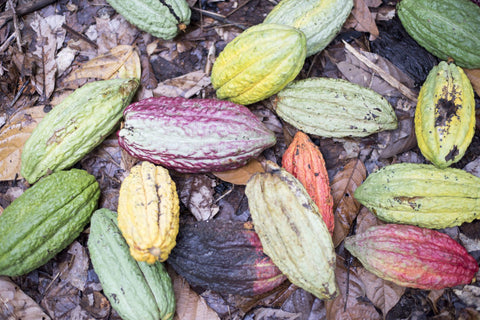 Cioccolato Fondente 70% Cacao Bio - Semuliki Uganda - 70g