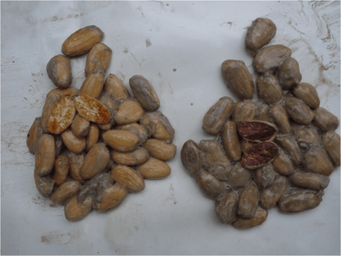 Cioccolato Fondente Bio 75% - Piura Peru - 70g