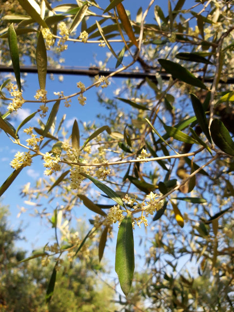 Olio Extravergine d' Oliva Bio - CON BRIO presidio Slow Food