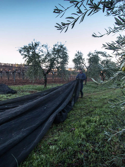 Olio Extravergine d' Oliva Bio - CON BRIO presidio Slow Food