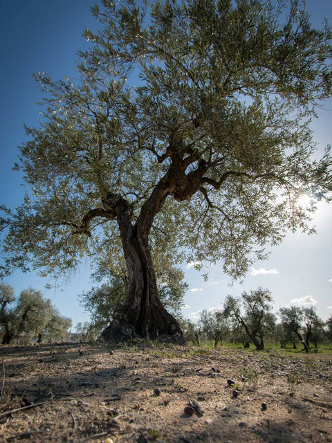 Olio Extravergine d' Oliva Bio - CON BRIO presidio Slow Food